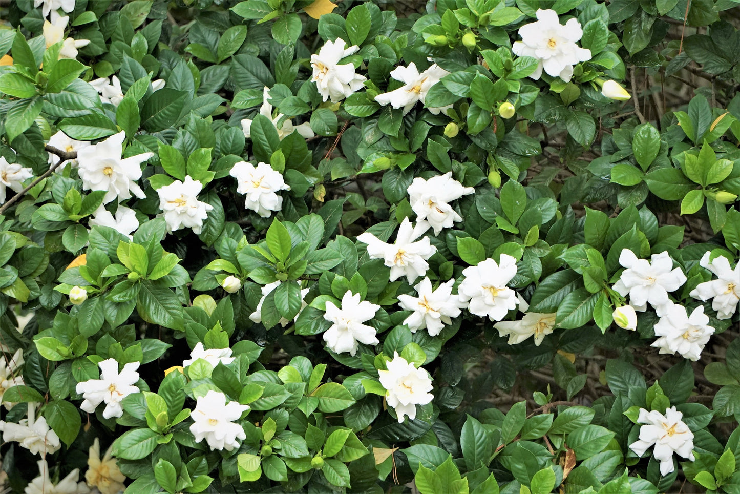 50 GARDENIA Jasminoides / CAPE JASMINE Fragrant White Shrub Houseplant Flower Seeds