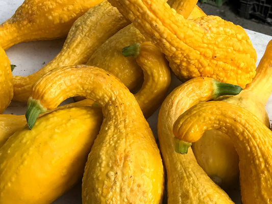 50 YELLOW CROOKNECK SQUASH Summer Cucurbita Pepo Crooked Neck Vegetable Seeds