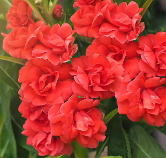 100 Mixed Dwarf TOM THUMB IMPATIENS Balsamina - Sun or Shade - Double Purple, Red, White, Pink, & Orange Flower Seeds