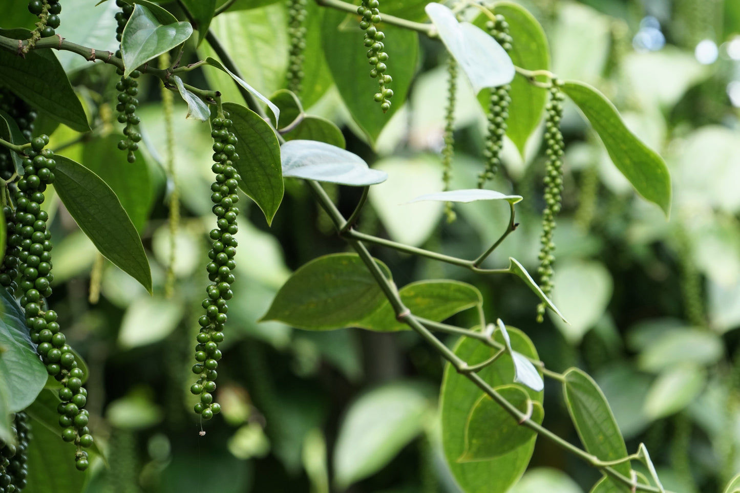 25 BLACK PEPPERCORN Black Pepper Piper Nigrum Spice Vine Seeds