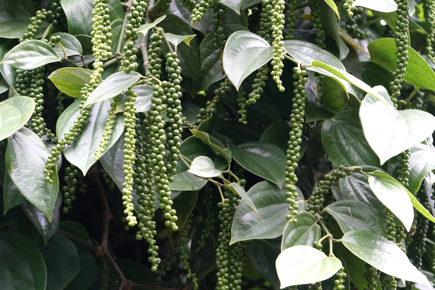 25 BLACK PEPPERCORN Black Pepper Piper Nigrum Spice Vine Seeds