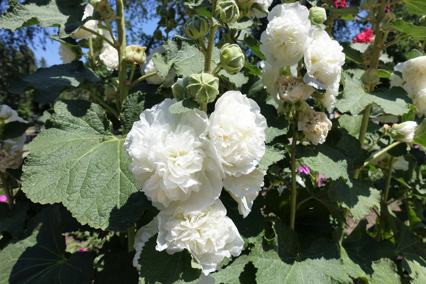 50 SUMMER CARNIVAL HOLLYHOCK Double Mixed Colors Red Pink White Yellow Peach Alcea Rosea Flower Seeds
