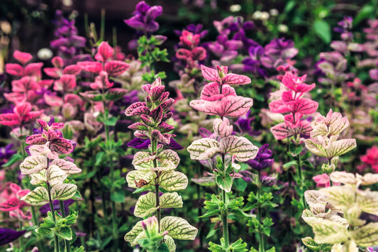 75 TRICOLOR CLARY SAGE Mix Blue Pink White Salvia Viridis Horminum Herb Flower Seeds