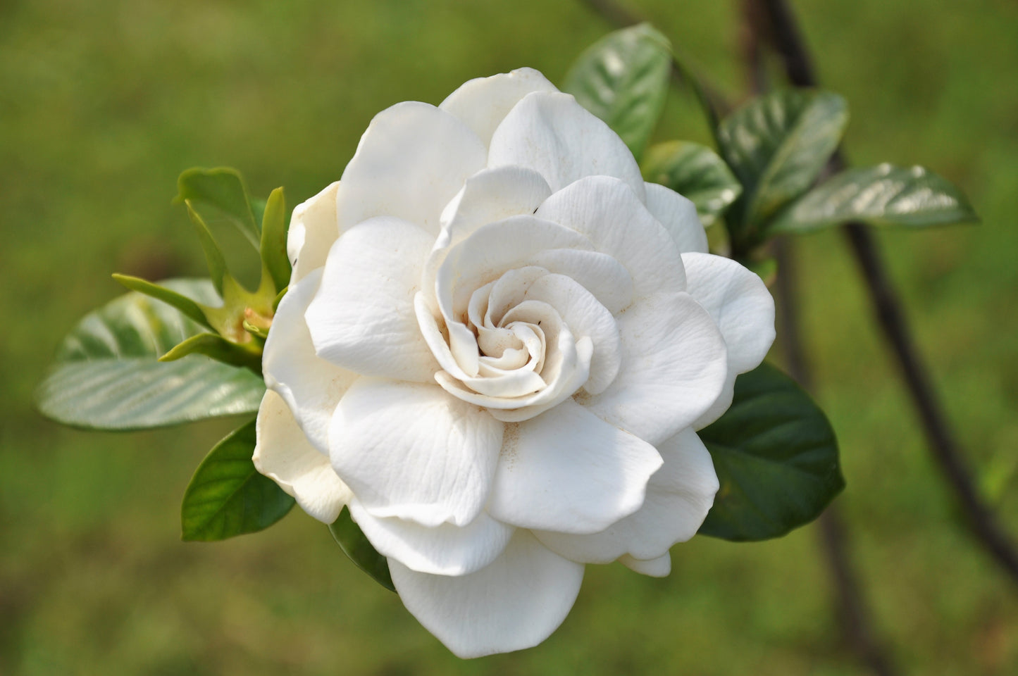 50 GARDENIA Jasminoides / CAPE JASMINE Fragrant White Shrub Houseplant Flower Seeds