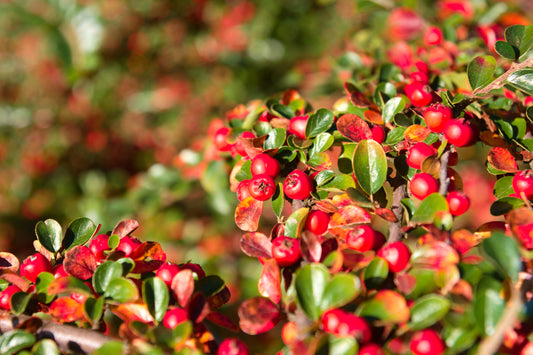 20 BEARBERRY Arctostaphylos Uva-Ursi Kinnikinnick Pinemat Manzanita Flower Seeds