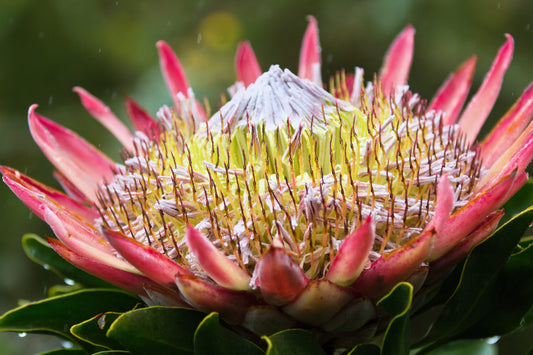 5 Giant KING PROTEA Cynaroides Sugarbush Rare 12" Flower Seeds