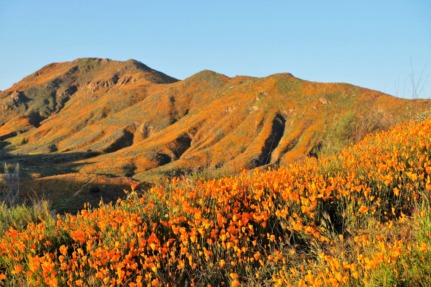 1000 ORANGE CALIFORNIA POPPY Eschscholzia Californica Flower Seeds