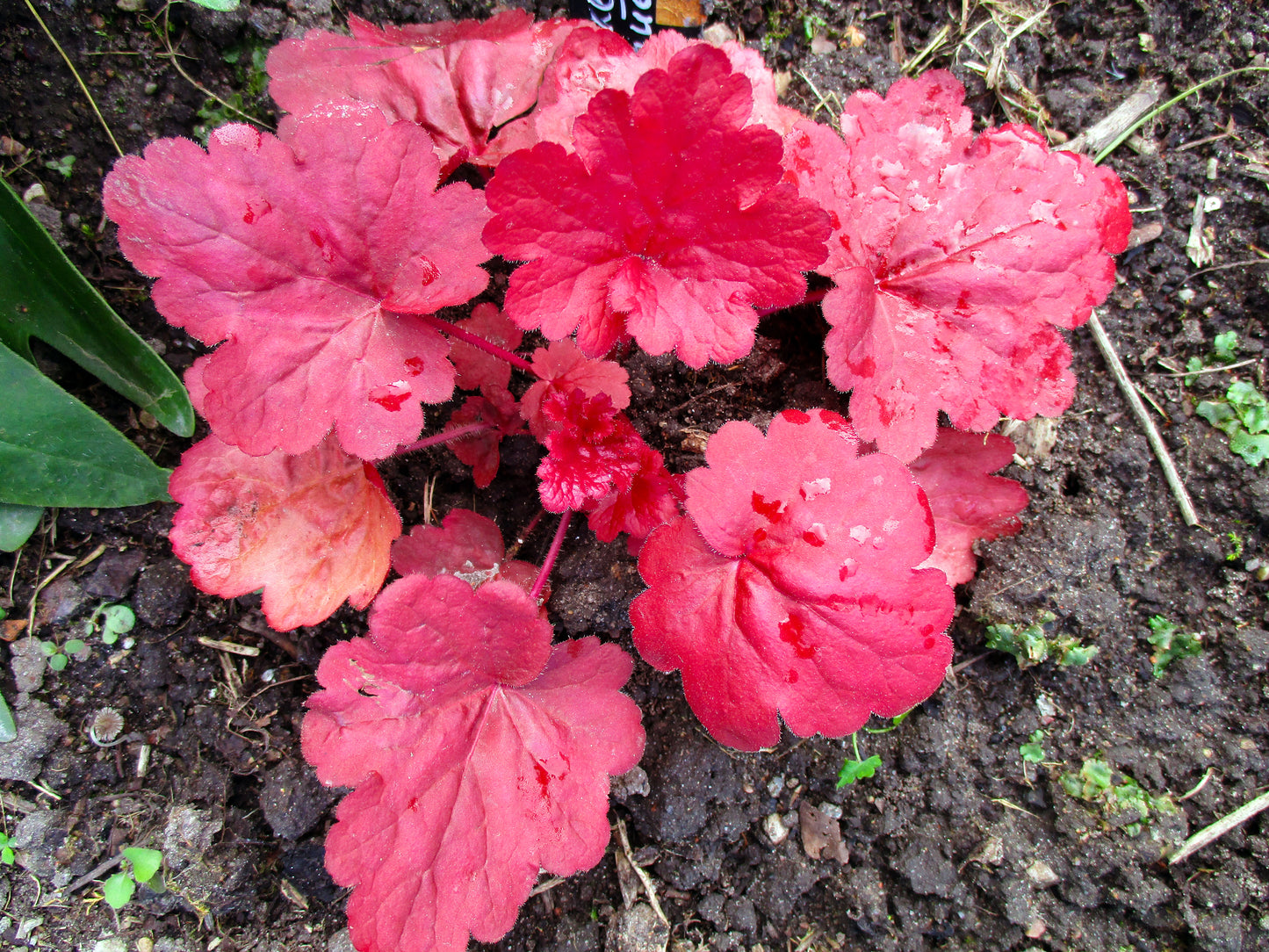 1200 Mixed Colors CORAL BELLS HEUCHERA Shade Flower Seeds