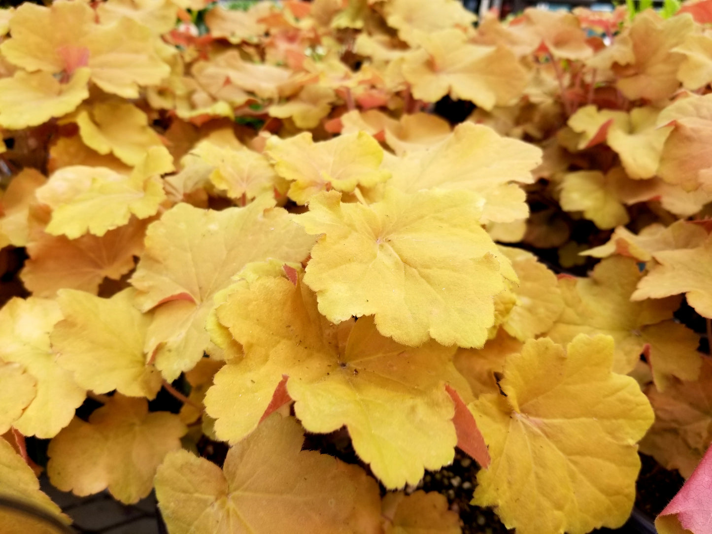1200 Mixed Colors CORAL BELLS HEUCHERA Shade Flower Seeds