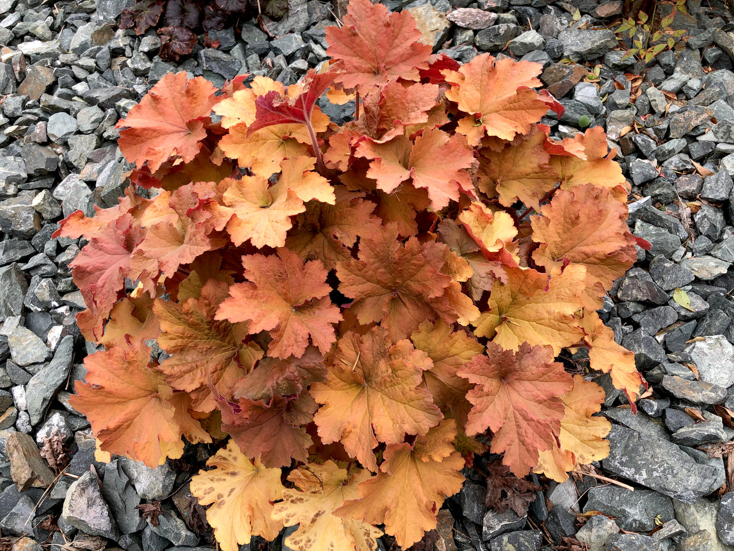 1200 Mixed Colors CORAL BELLS HEUCHERA Shade Flower Seeds