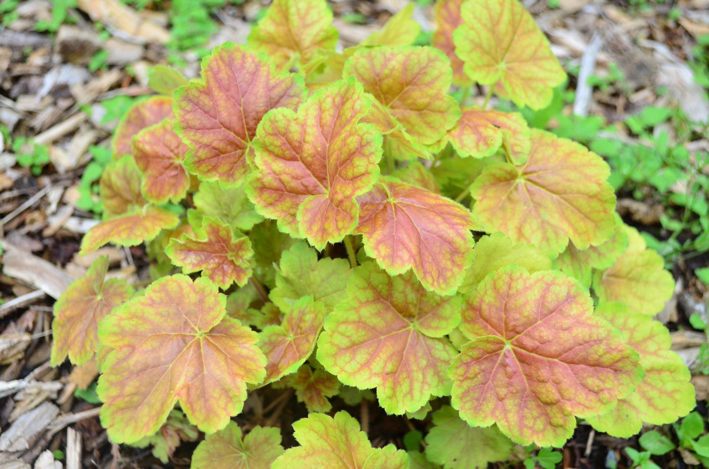 1200 Mixed Colors CORAL BELLS HEUCHERA Shade Flower Seeds