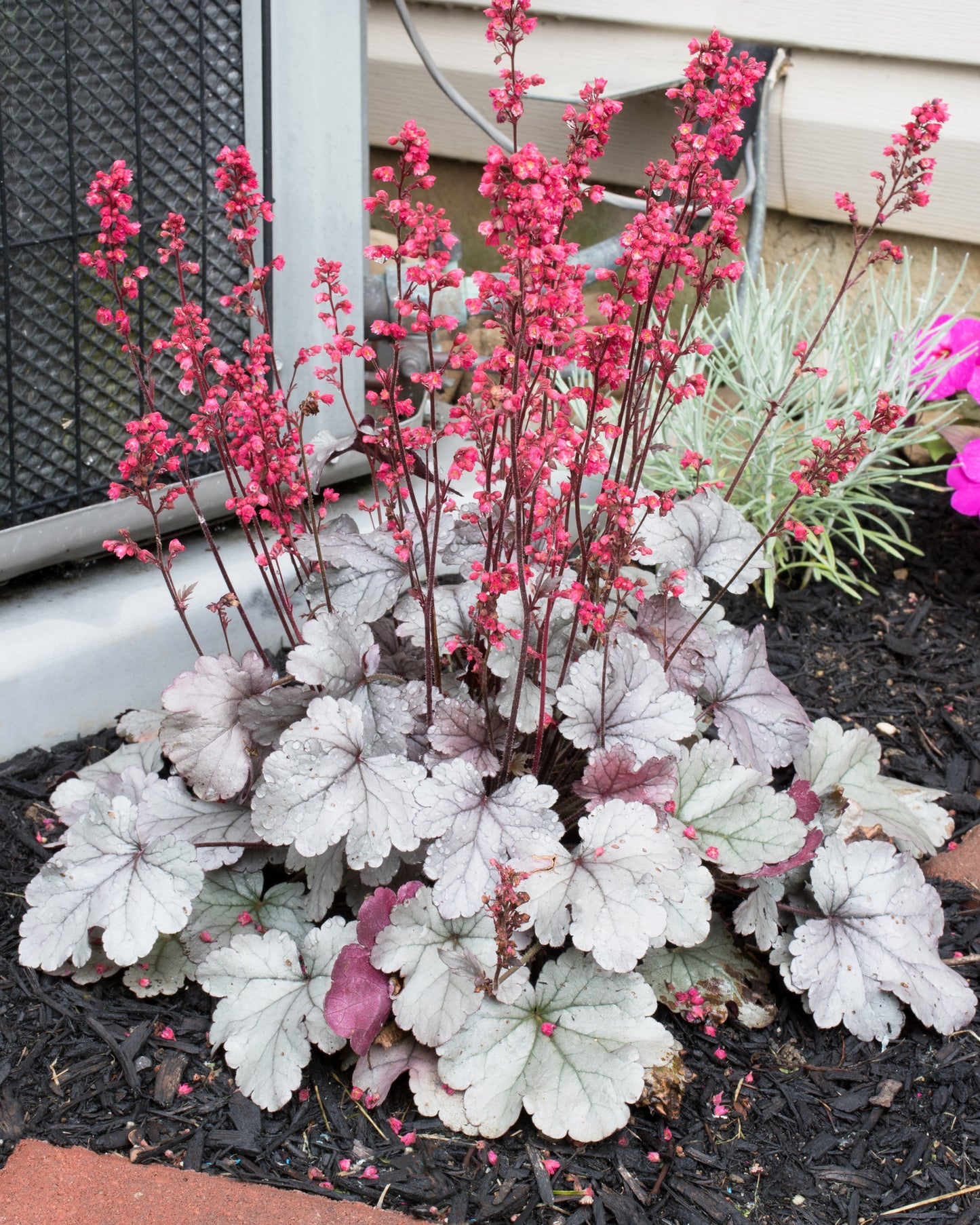 1200 Mixed Colors CORAL BELLS HEUCHERA Shade Flower Seeds
