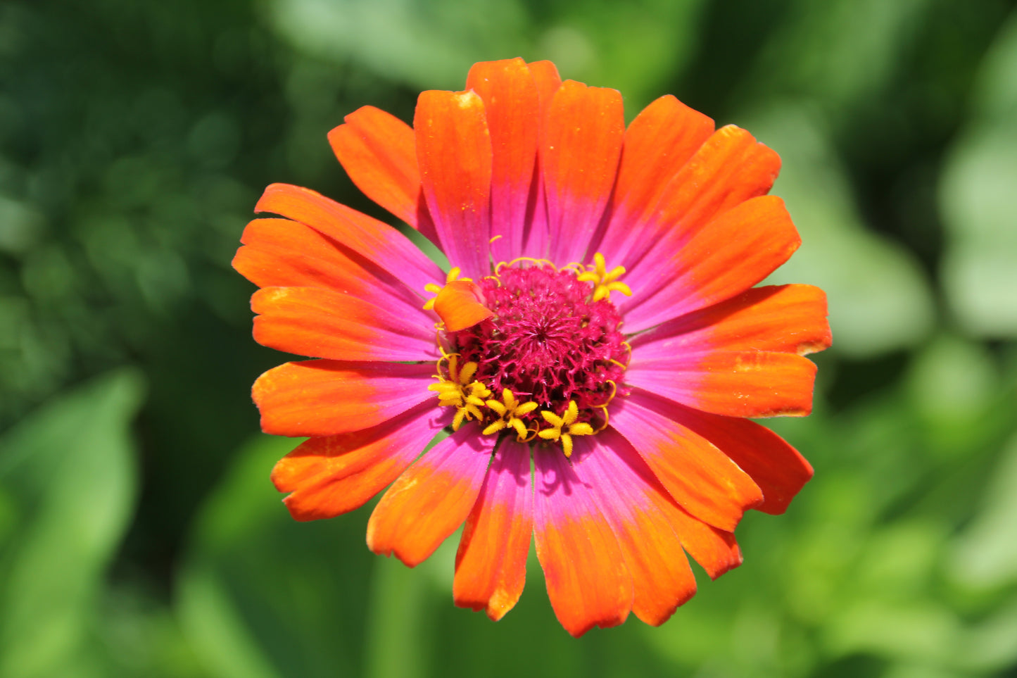 50 CAROUSEL MIX ZINNIA Elegans Carrousel Whirligig Mixed Colors Bicolor Flower Seeds