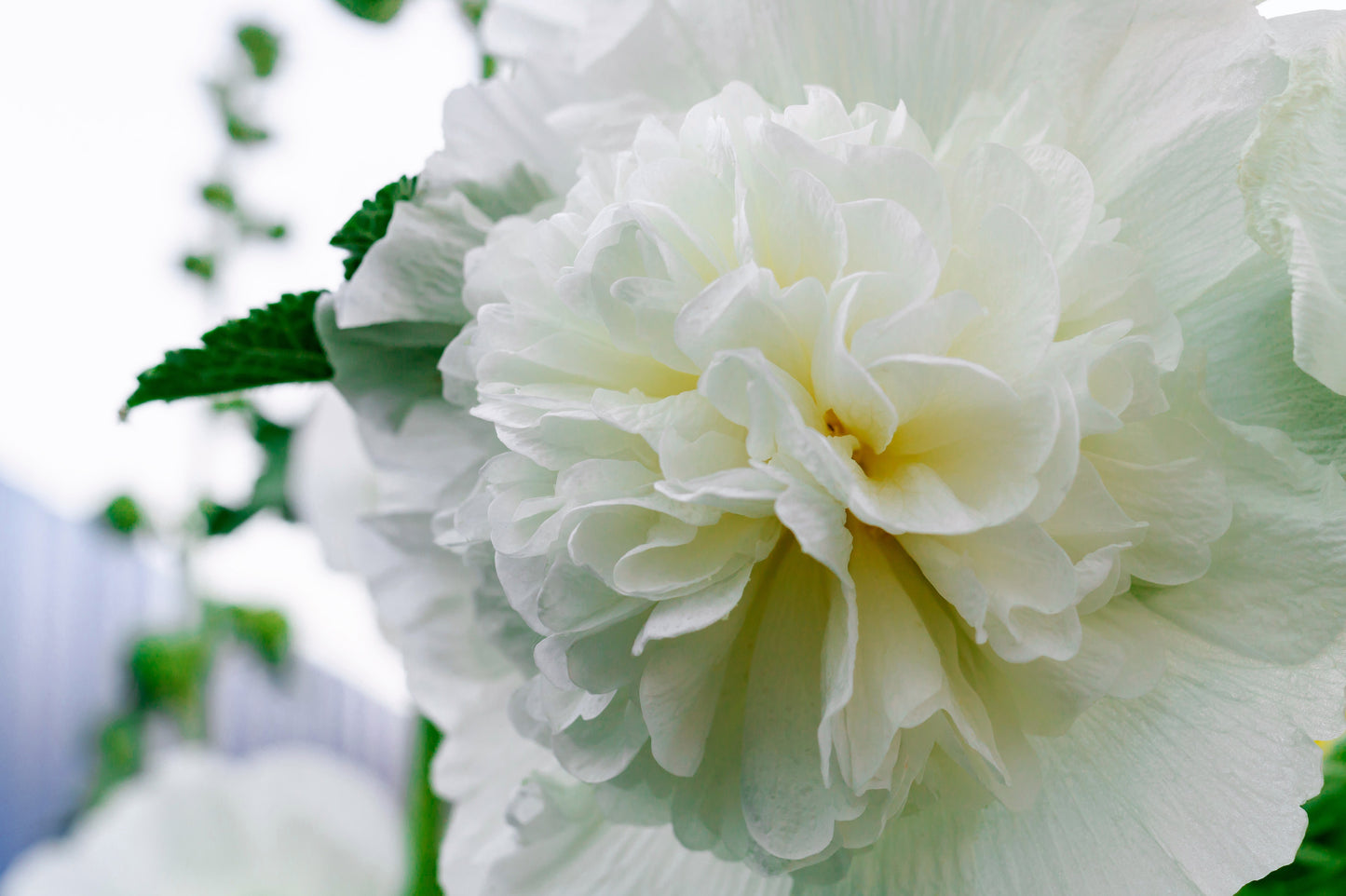 50 SUMMER CARNIVAL HOLLYHOCK Double Mixed Colors Red Pink White Yellow Peach Alcea Rosea Flower Seeds