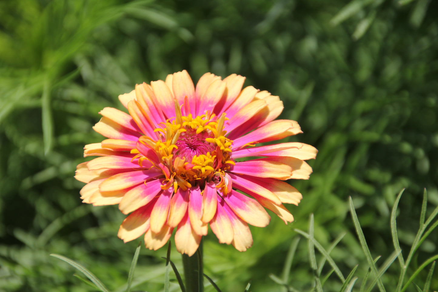 50 CAROUSEL MIX ZINNIA Elegans Carrousel Whirligig Mixed Colors Bicolor Flower Seeds
