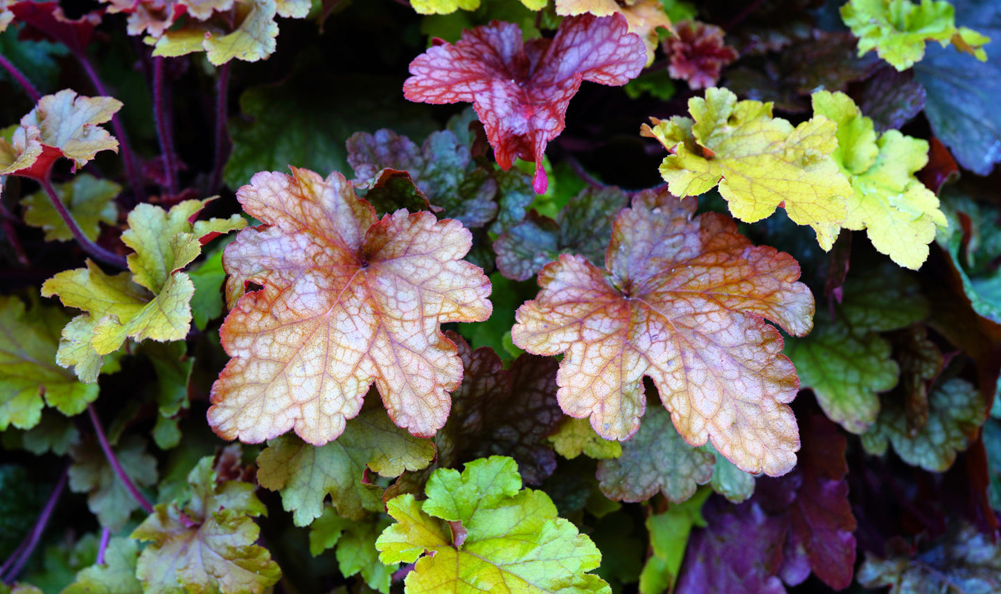 1200 Mixed Colors CORAL BELLS HEUCHERA Shade Flower Seeds