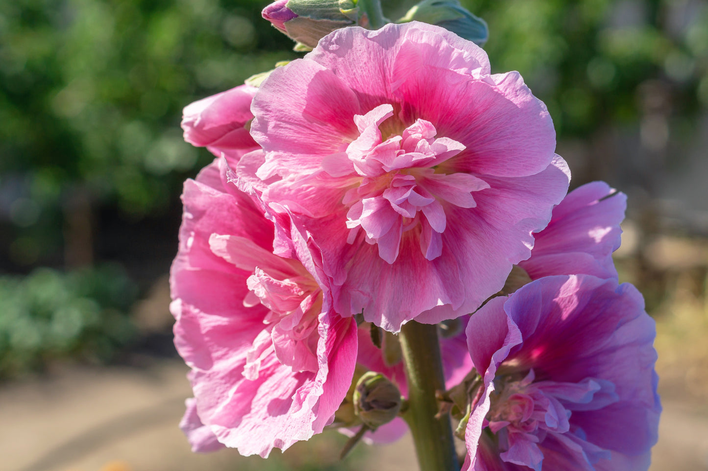 50 SUMMER CARNIVAL HOLLYHOCK Double Mixed Colors Red Pink White Yellow Peach Alcea Rosea Flower Seeds