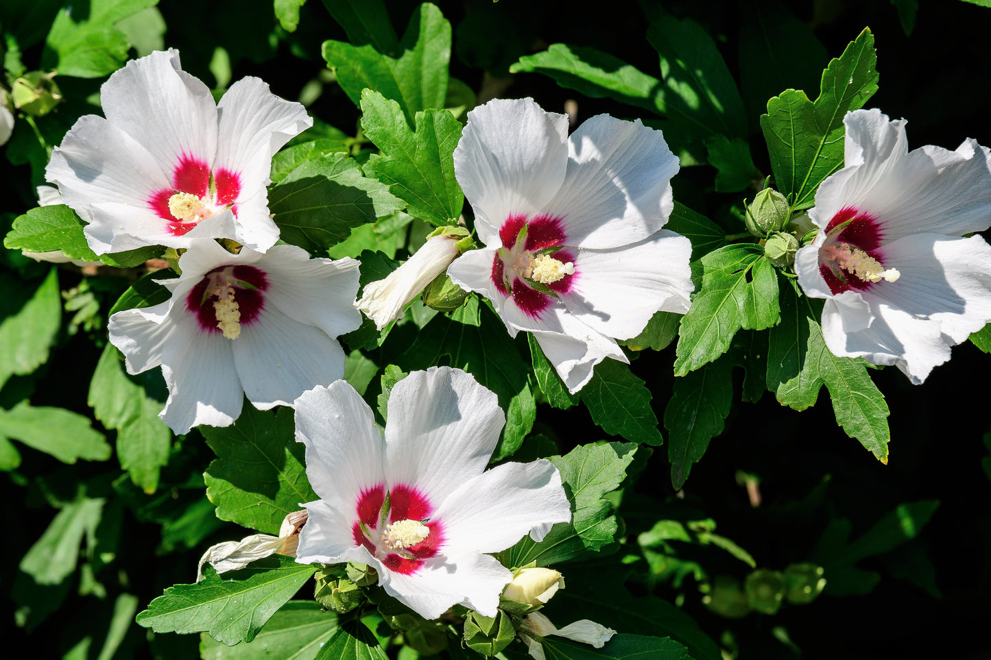 50 Mixed Colors ROSE Of SHARON HIBISCUS Syriacus Flower Tree Bush Seeds Mix