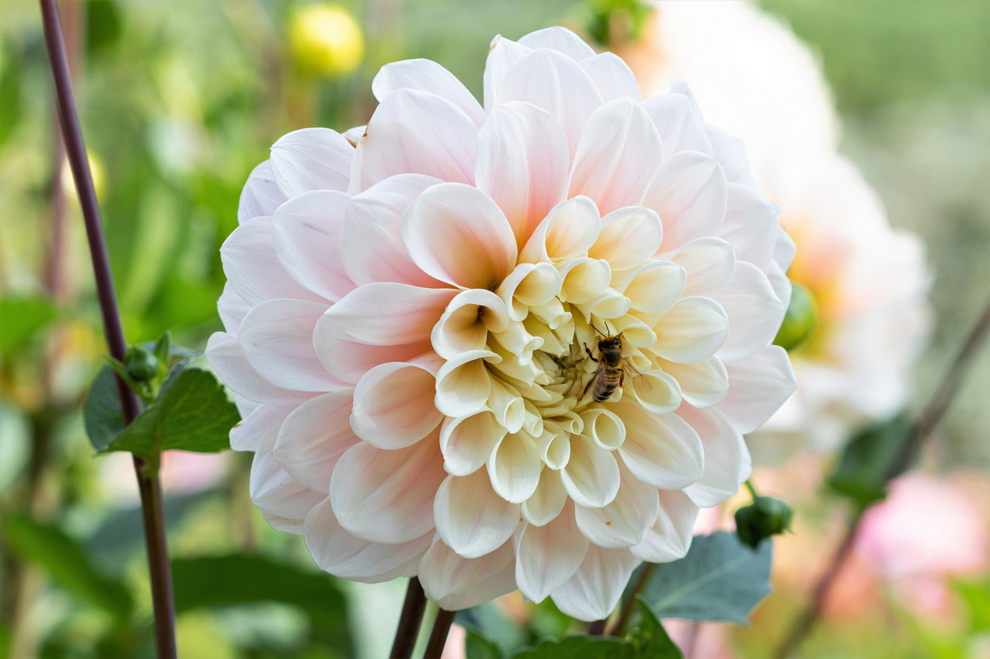 50 WATERCOLOR MIX DAHLIA Variabilis Double Bloom Mixed Colors Yellow Peach Pink Lavender Cream Orange Flower Seeds