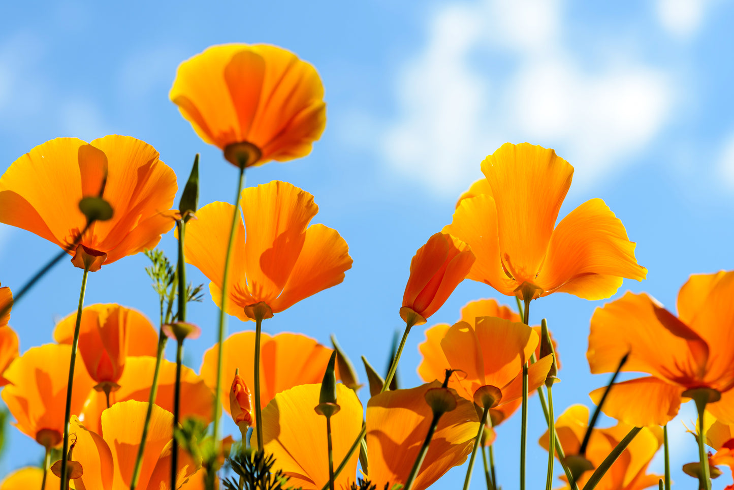 1000 ORANGE CALIFORNIA POPPY Eschscholzia Californica Flower Seeds