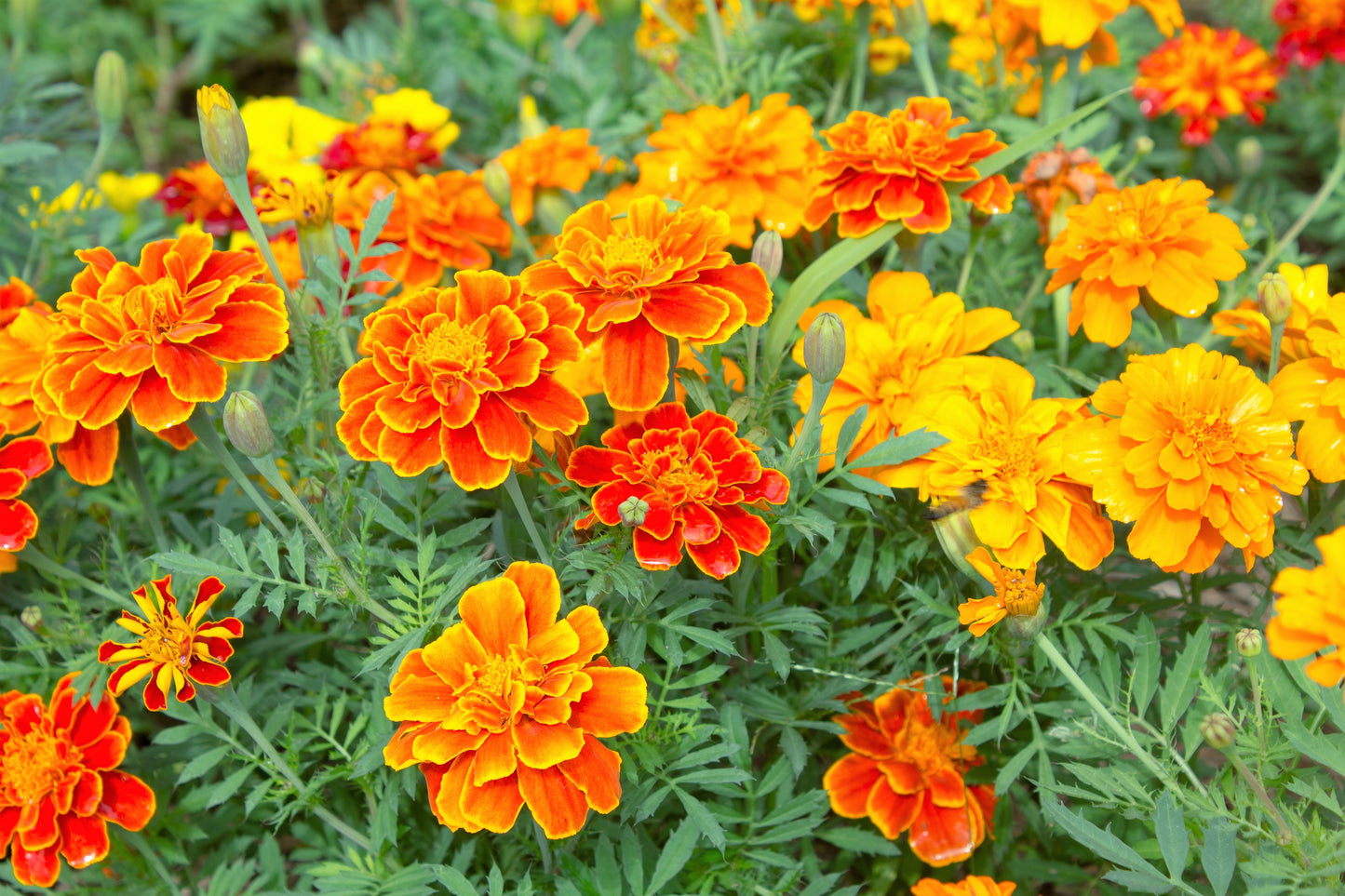 400 FRENCH MARIGOLD SPARKY Mixed Colors Tagetes Patula Orange Yellow Red Flower Seeds