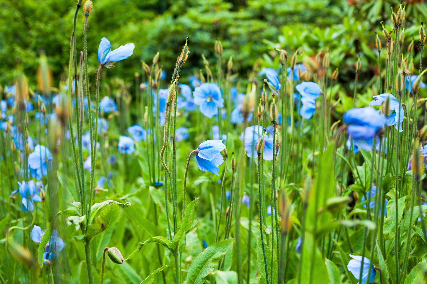 10 BLUE HIMALAYAN POPPY Tibetan Meconopsis Betonicifolia Flower Seeds