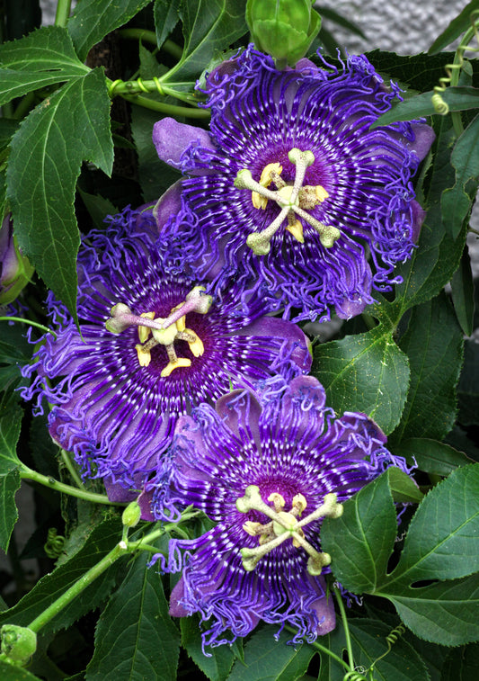 10 Purple PASSION FLOWER Passion FRUIT Granadilla  Passiflora Incarnata Vine Seeds