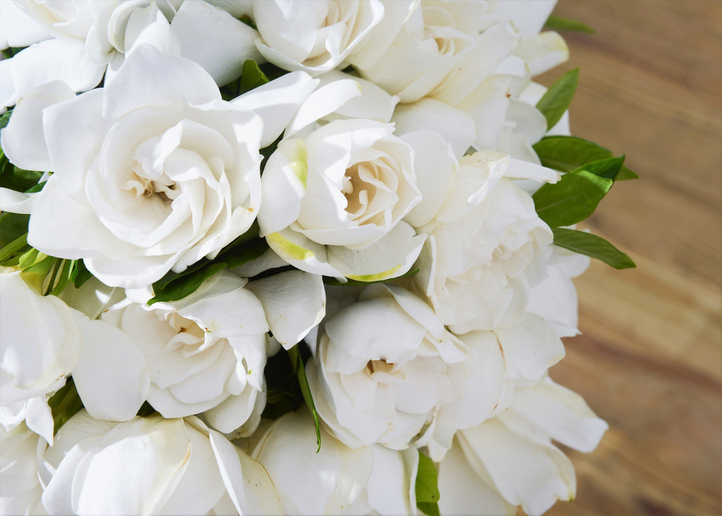 50 GARDENIA Jasminoides / CAPE JASMINE Fragrant White Shrub Houseplant Flower Seeds