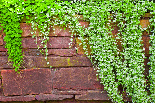 1000 DICHONDRA Repens aka Lawn Leaf Flower Evergreen Ground Cover Seeds