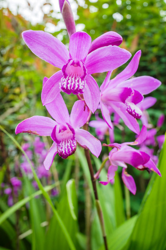 50 Hardy CHINESE GROUND ORCHID Bletilla Striata Purple Flower Seeds