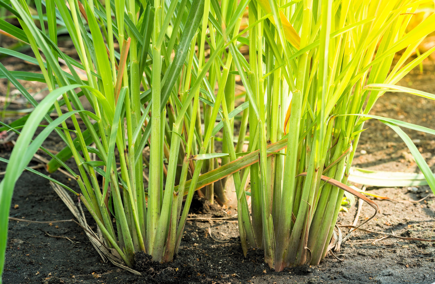 100 LEMONGRASS East Indian Lemon Grass Fragrant Ornamental Edible Cymbopogon Flexuosus Seeds