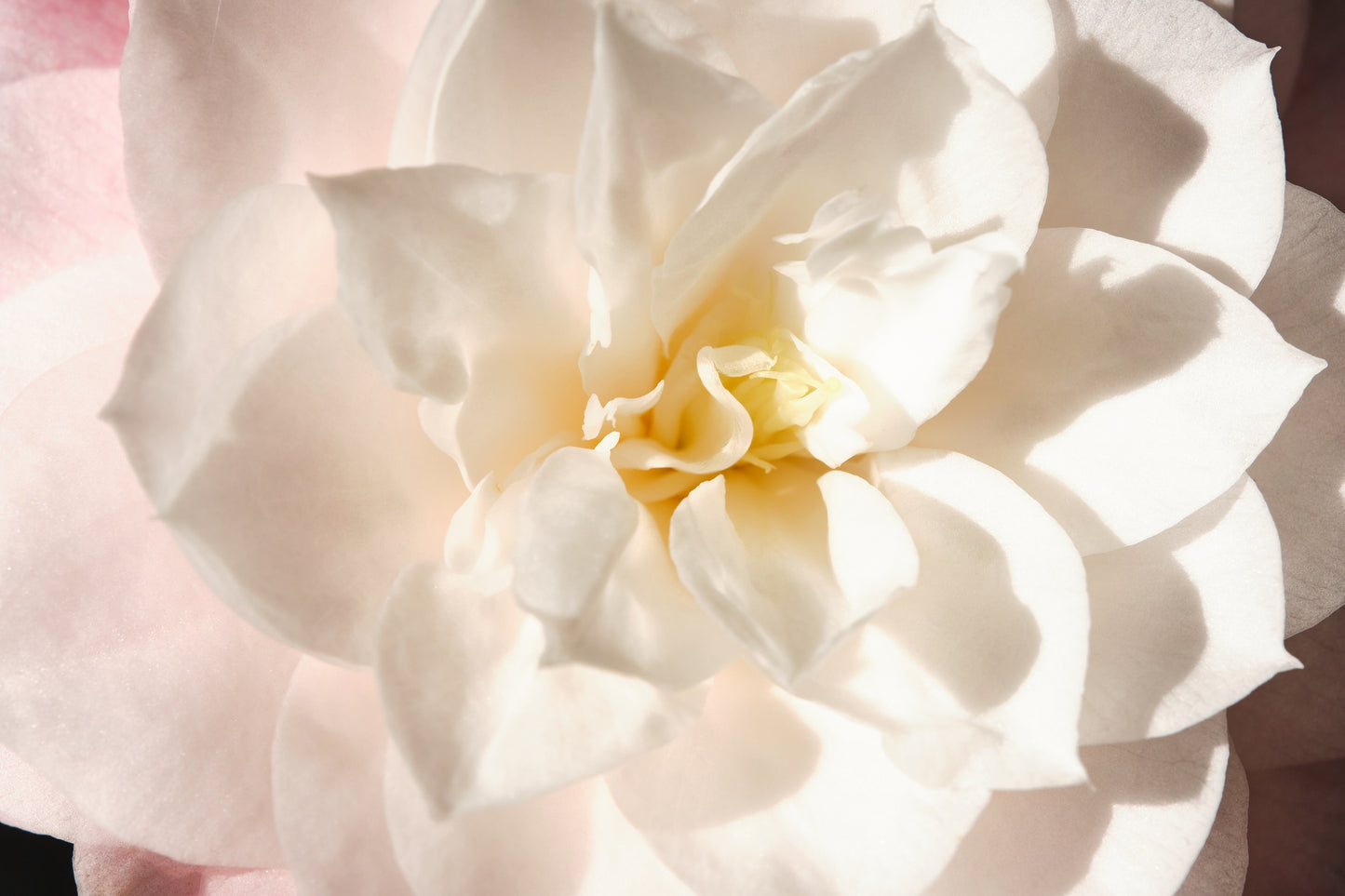 50 GARDENIA Jasminoides / CAPE JASMINE Fragrant White Shrub Houseplant Flower Seeds