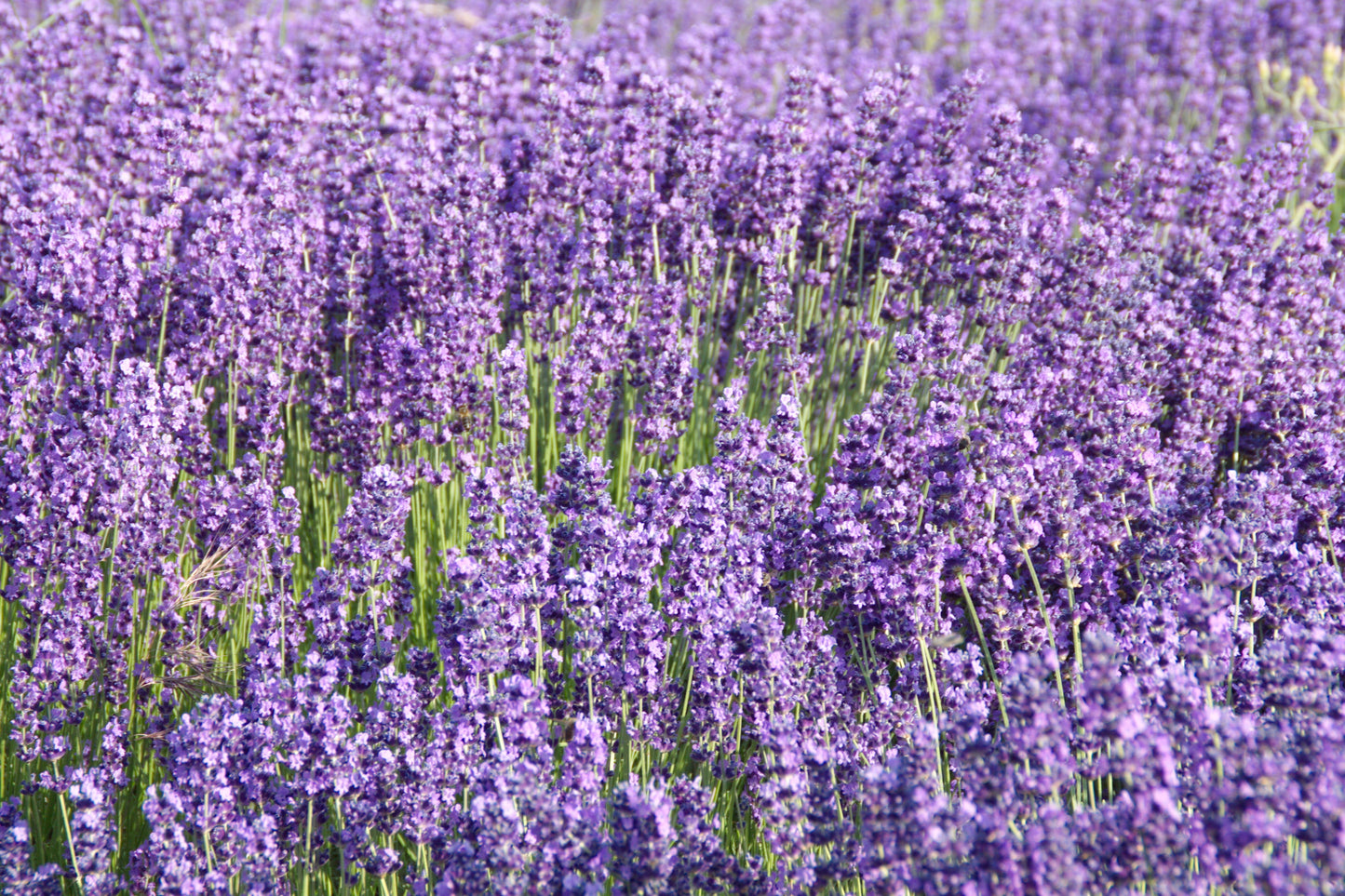 500 True ENGLISH LAVENDER VERA Lavandula Angustifolia Vera Herb Purple Flower Seeds