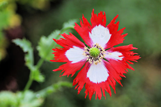500 DANISH FLAG POPPY Red & White Queens Poppy Papaver Somniferum Danebrog Flower Seeds