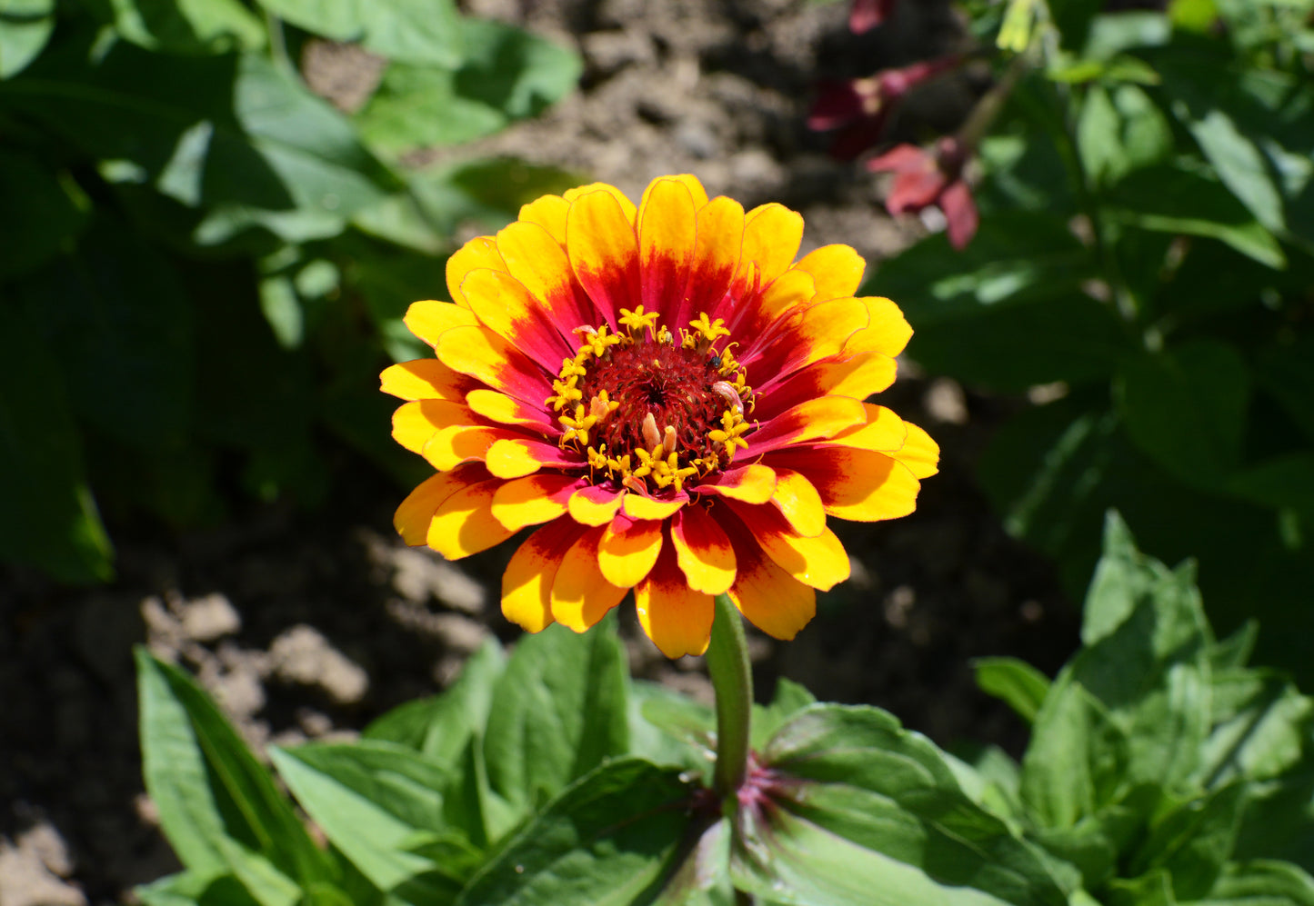 50 CAROUSEL MIX ZINNIA Elegans Carrousel Whirligig Mixed Colors Bicolor Flower Seeds