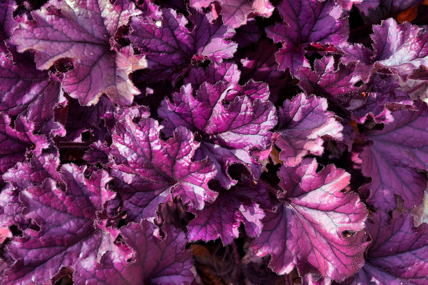 1200 Mixed Colors CORAL BELLS HEUCHERA Shade Flower Seeds