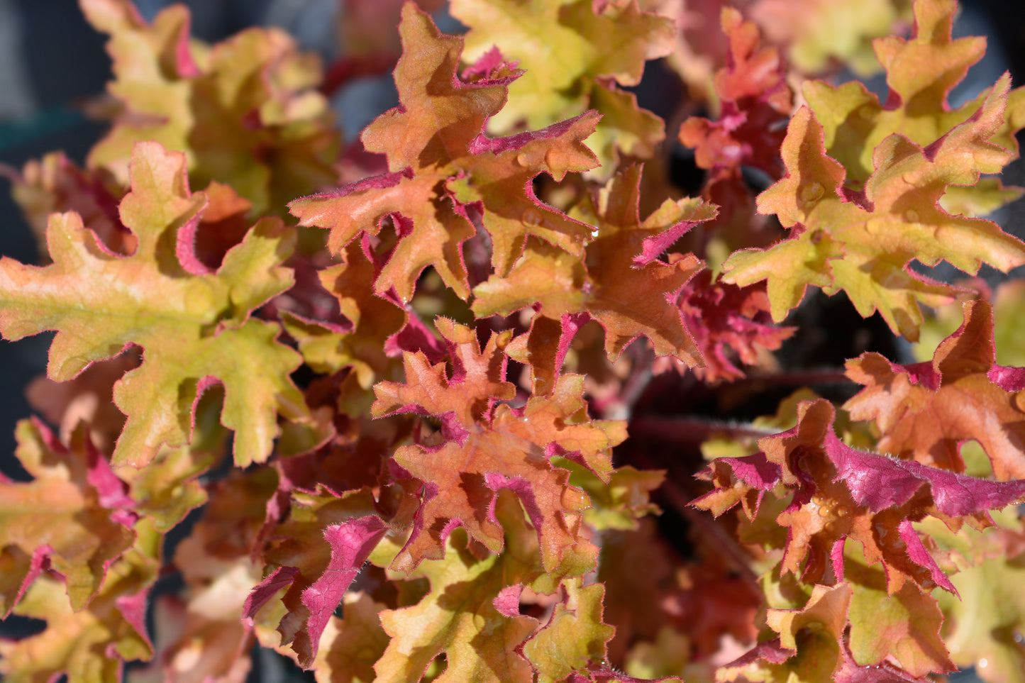 1200 Mixed Colors CORAL BELLS HEUCHERA Shade Flower Seeds