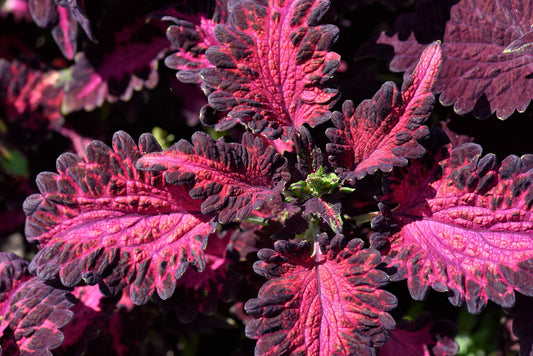20 BLACK DRAGON COLEUS Solenostemon Scutellarioides Painted Nettle Maroon & Black Shade Flower Seeds