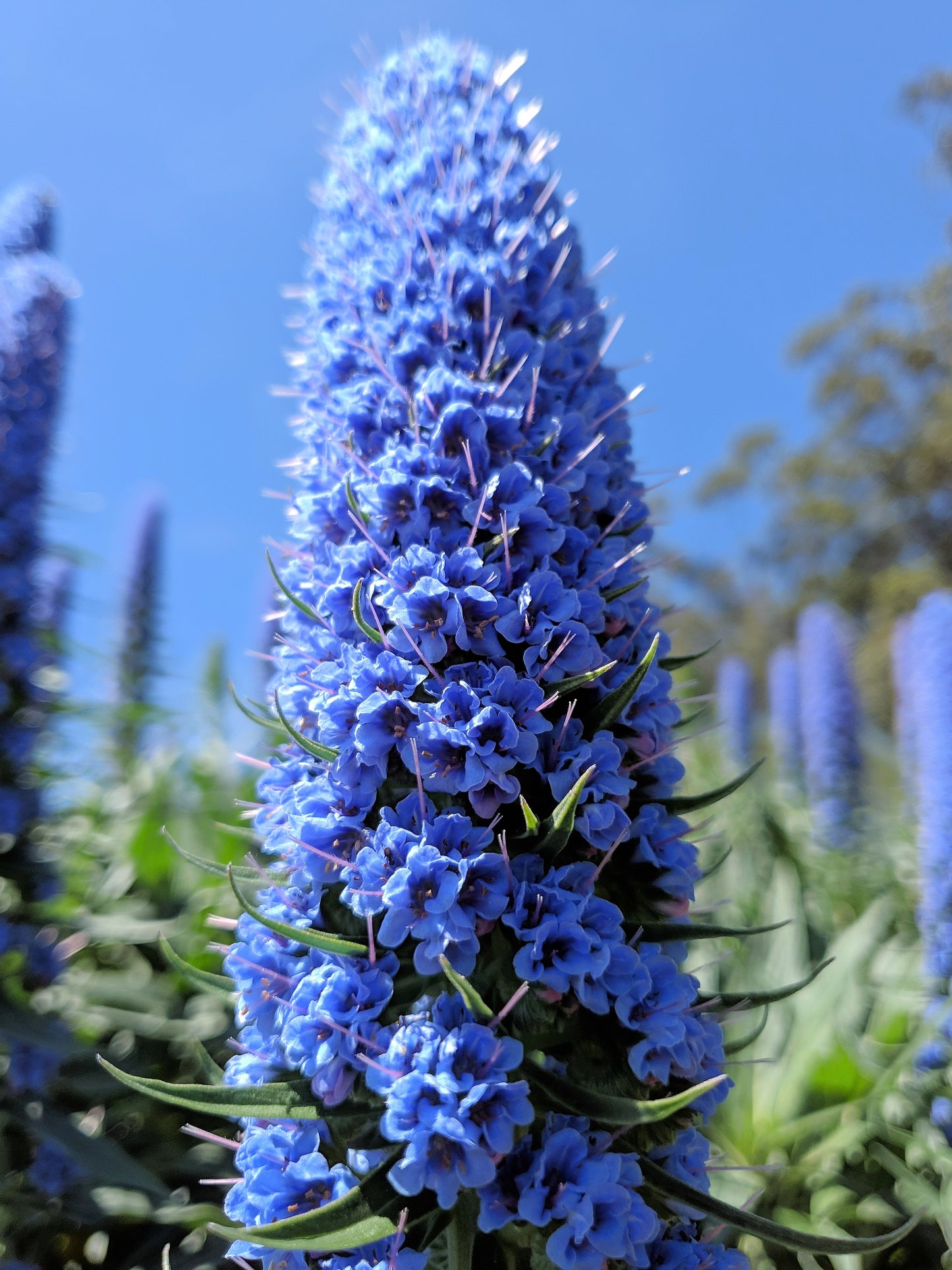 40 Blue PRIDE OF MADEIRA Echium Candicans Fastuosum Nectar Flower Seeds