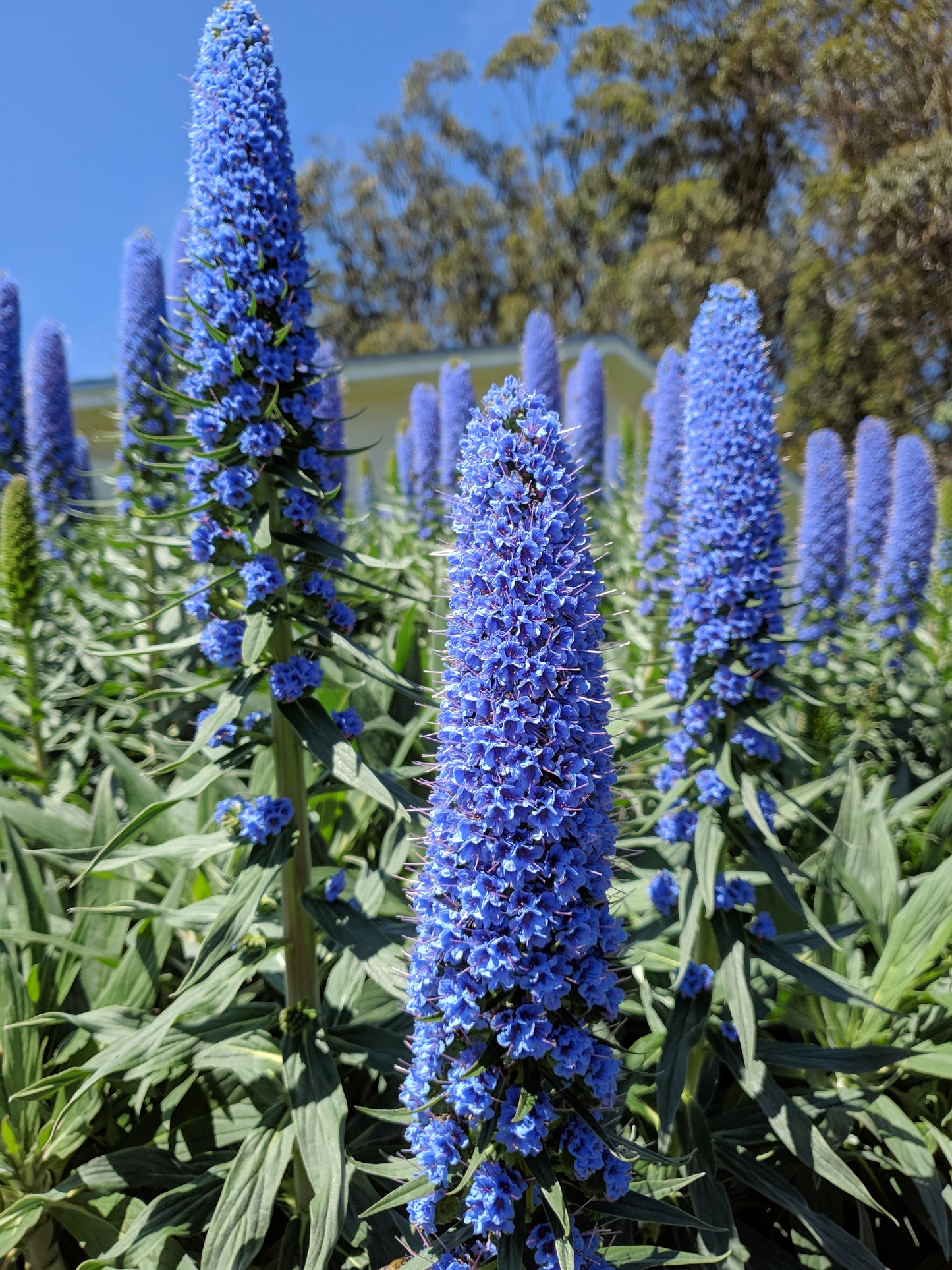 40 Blue PRIDE OF MADEIRA Echium Candicans Fastuosum Nectar Flower Seeds