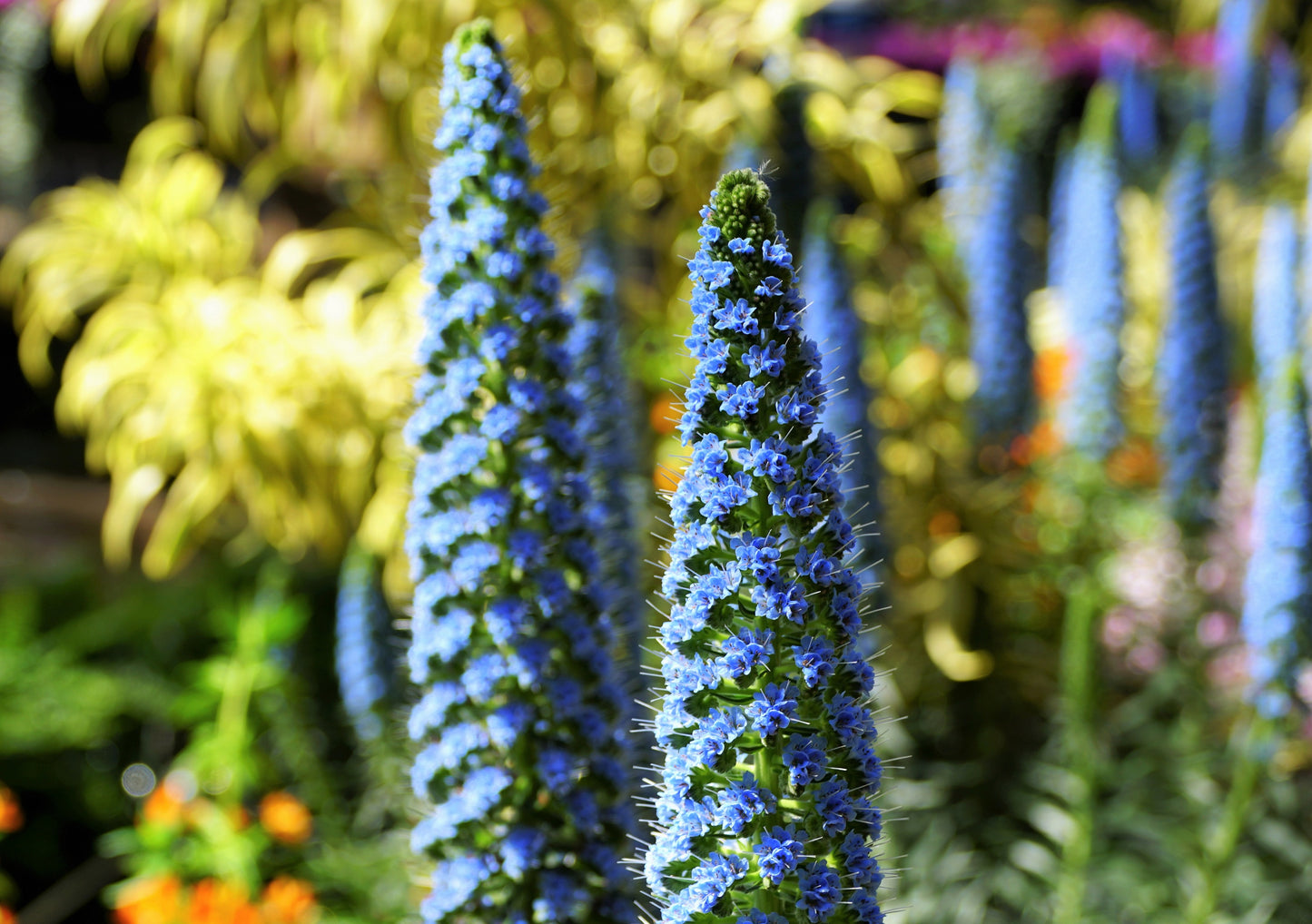 40 Blue PRIDE OF MADEIRA Echium Candicans Fastuosum Nectar Flower Seeds
