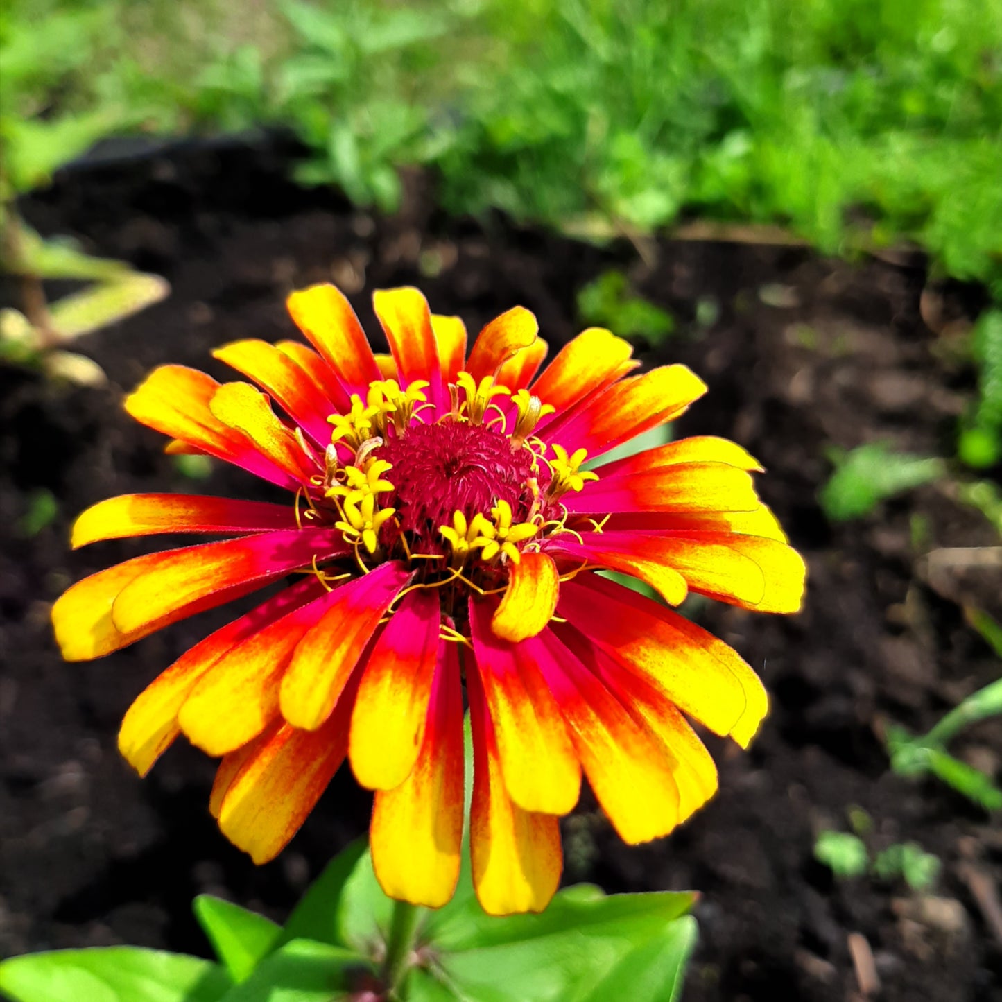 50 CAROUSEL MIX ZINNIA Elegans Carrousel Whirligig Mixed Colors Bicolor Flower Seeds