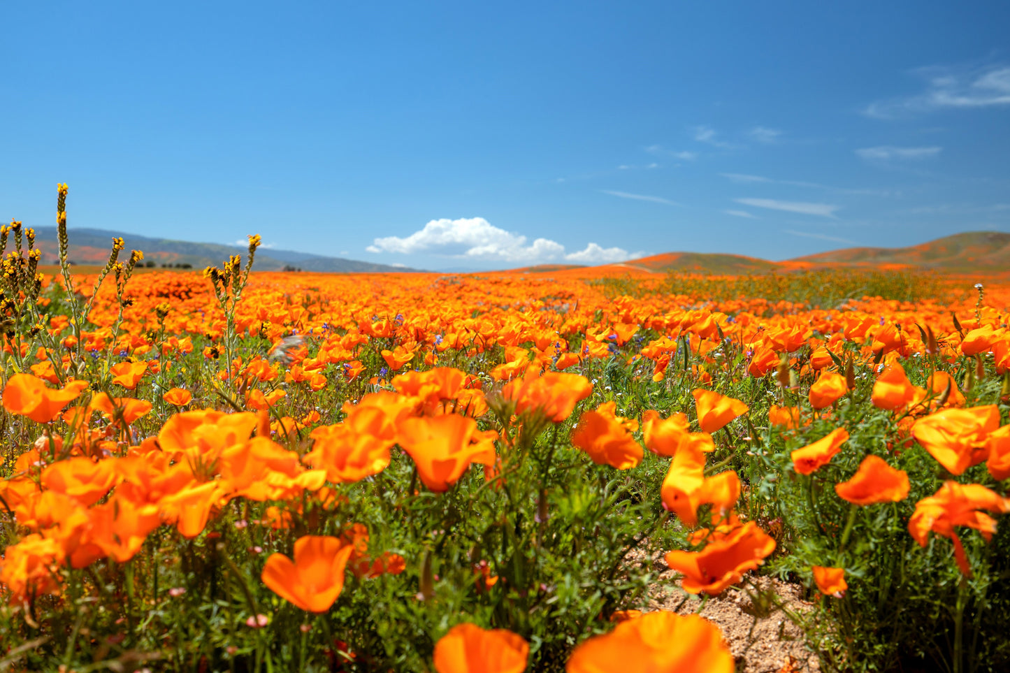 1000 ORANGE CALIFORNIA POPPY Eschscholzia Californica Flower Seeds