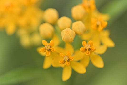 10 SILKY GOLD MILKWEED Butterfly Weed Asclepias Curassavica Monarch Flower Seeds