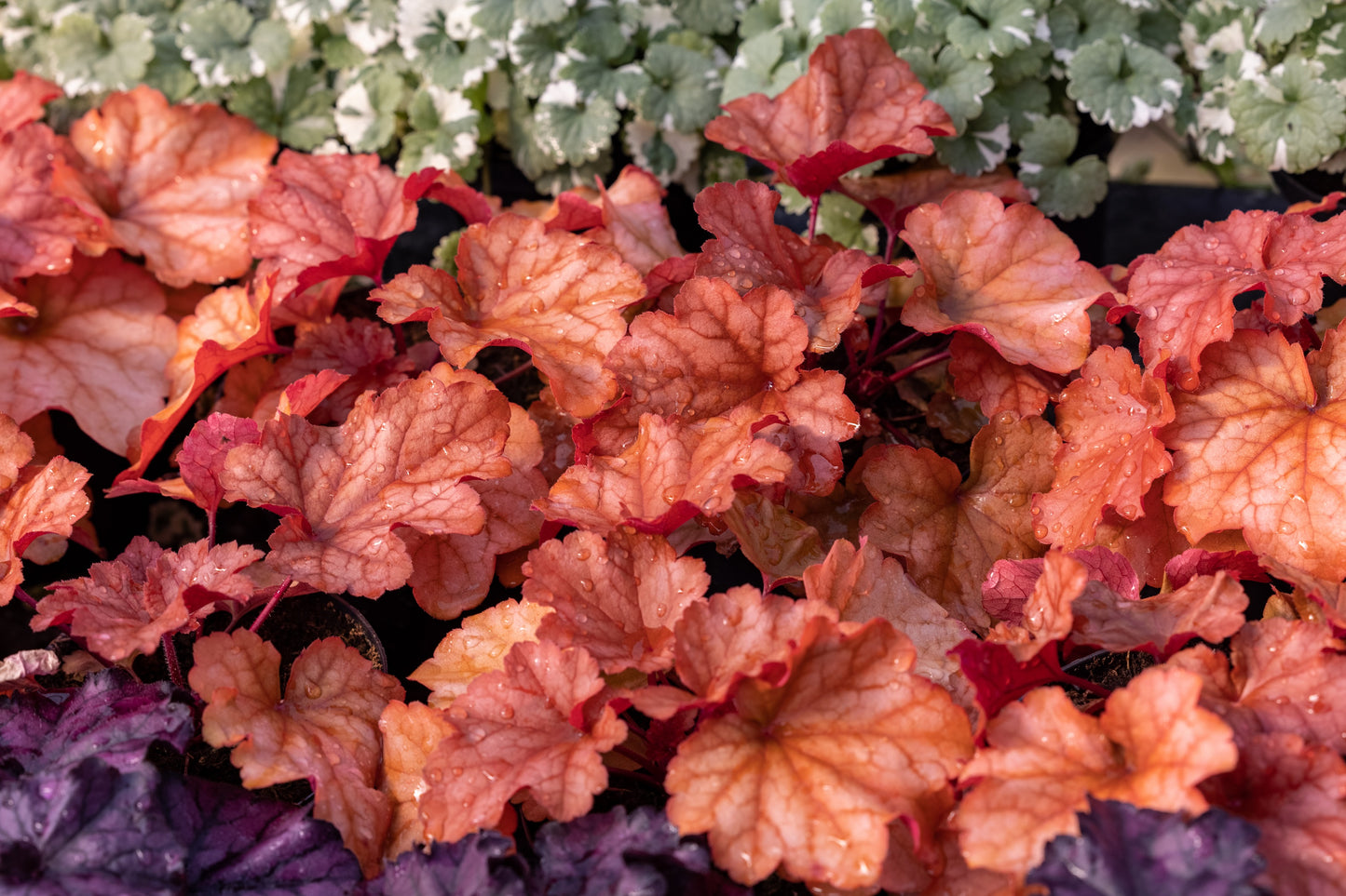 1200 Mixed Colors CORAL BELLS HEUCHERA Shade Flower Seeds
