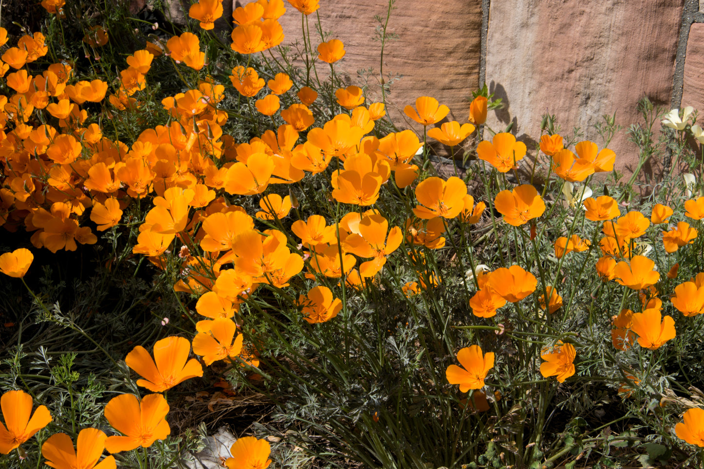 1000 ORANGE CALIFORNIA POPPY Eschscholzia Californica Flower Seeds