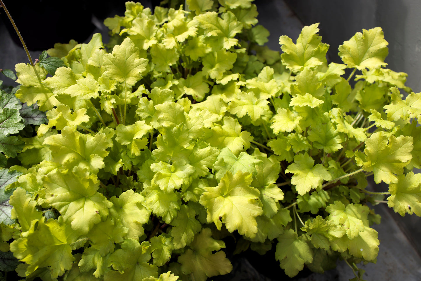 1200 Mixed Colors CORAL BELLS HEUCHERA Shade Flower Seeds