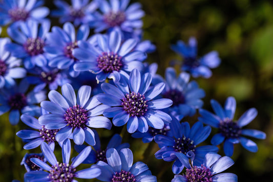50 BLUE FELICIA DAISY 'The Blues' Heterophylla Kingfisher Flower Seeds