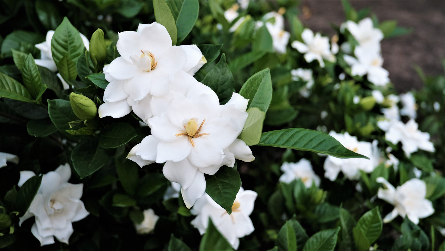 50 GARDENIA Jasminoides / CAPE JASMINE Fragrant White Shrub Houseplant Flower Seeds