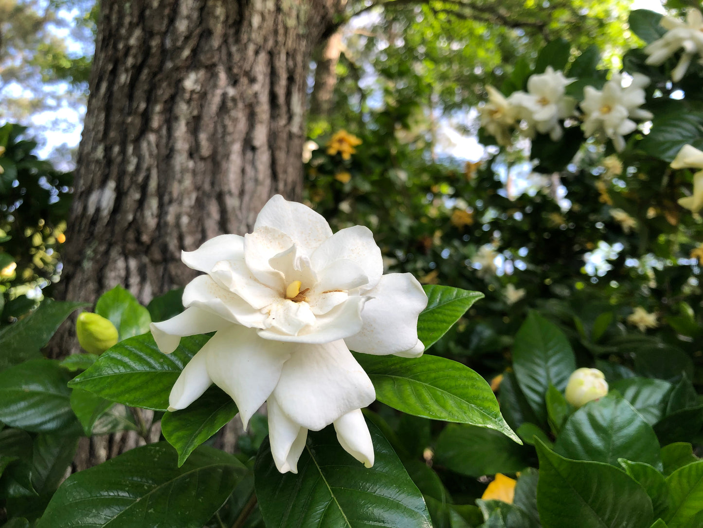 50 GARDENIA Jasminoides / CAPE JASMINE Fragrant White Shrub Houseplant Flower Seeds